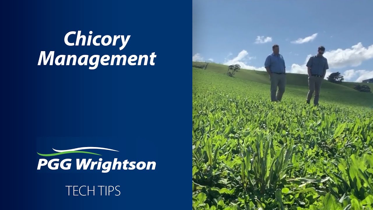Chicory Management | PGG Wrightson Tech Tips