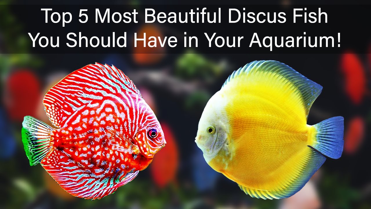 Top 5 Most Beautiful Discus Fish You Should Have in Your Aquarium!