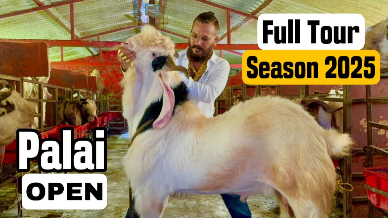 MD Goat Farm (Near Mumbai) Full Farm Tour | Palai Open