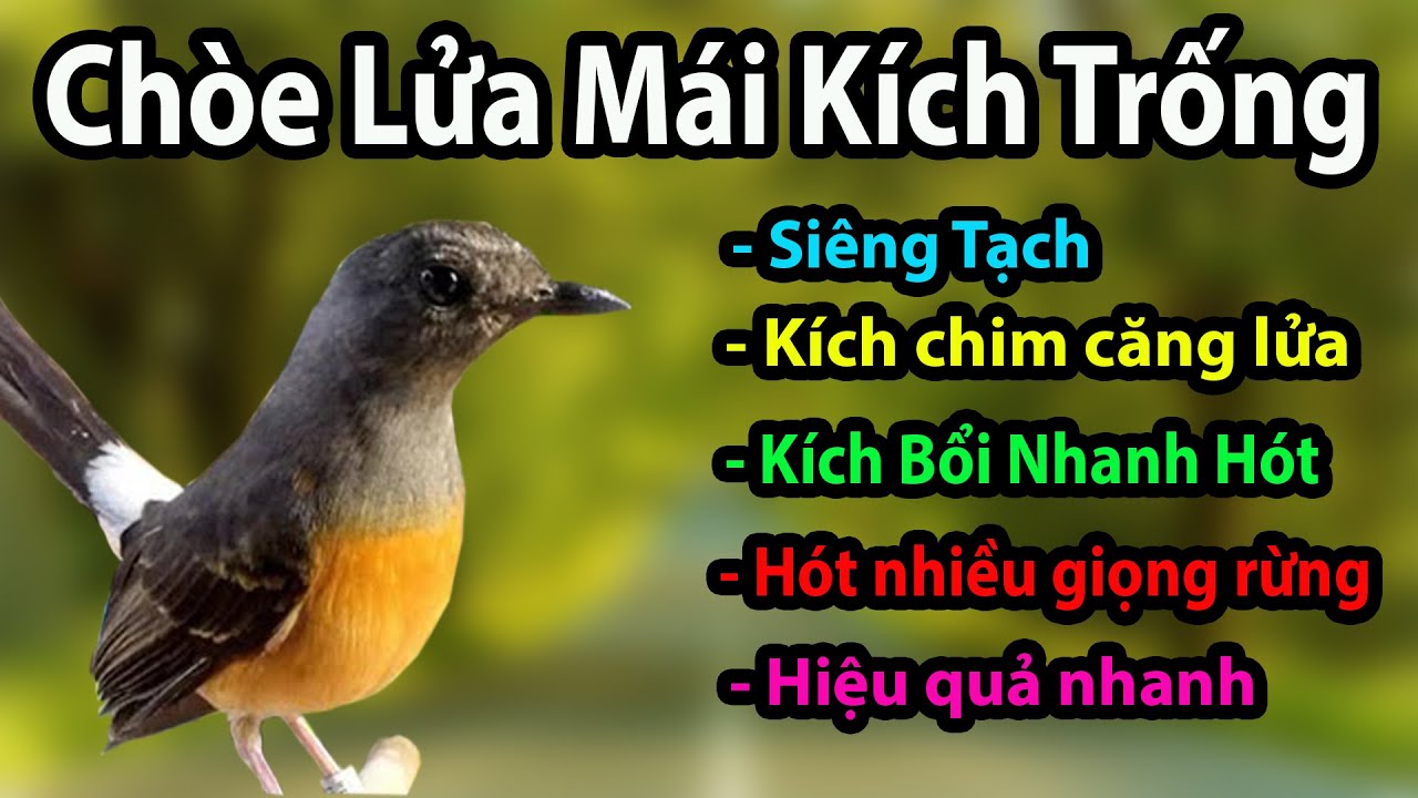 Chích chòe lửa mái hót kích trống - Pancingan murai batu betina menanggil jantan #98