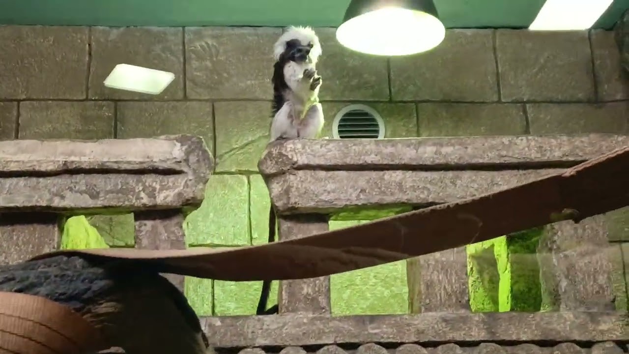 Video recording of animals in the zoo