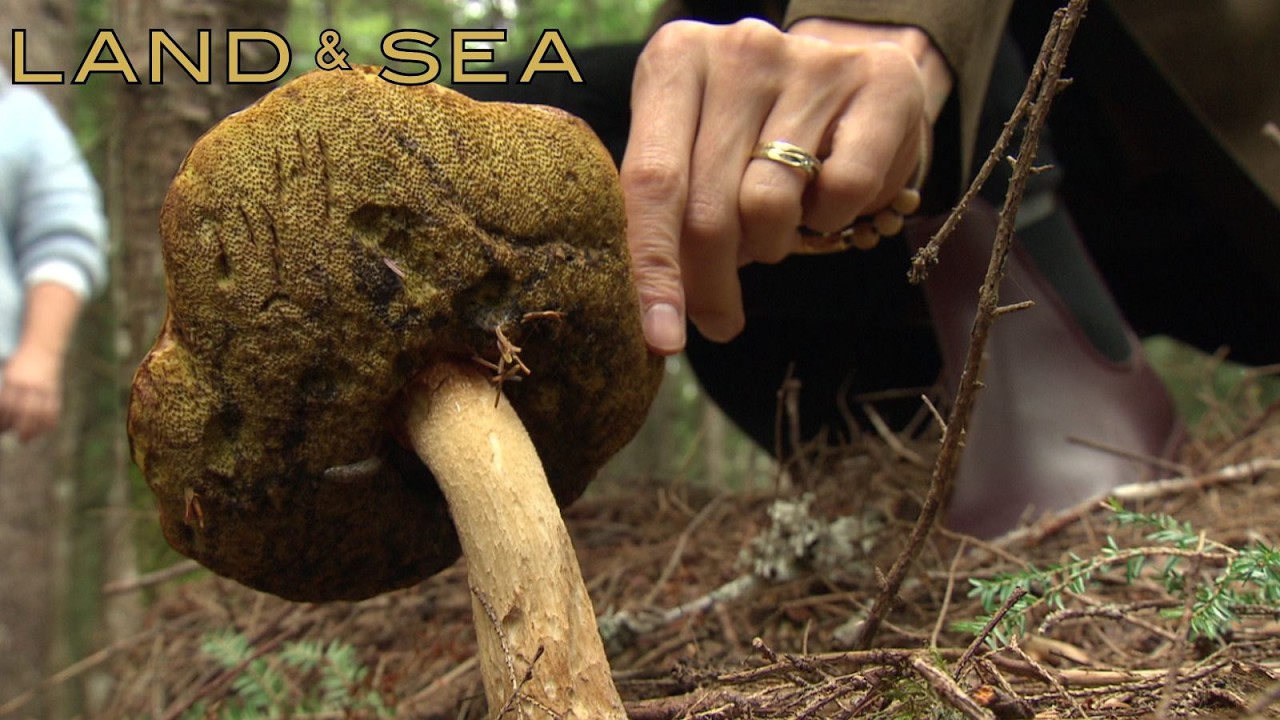 Land & Sea: Mushroom medicine? Fungi are more than just food