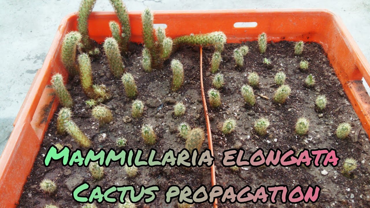Mammillaria elongata cactus propagation