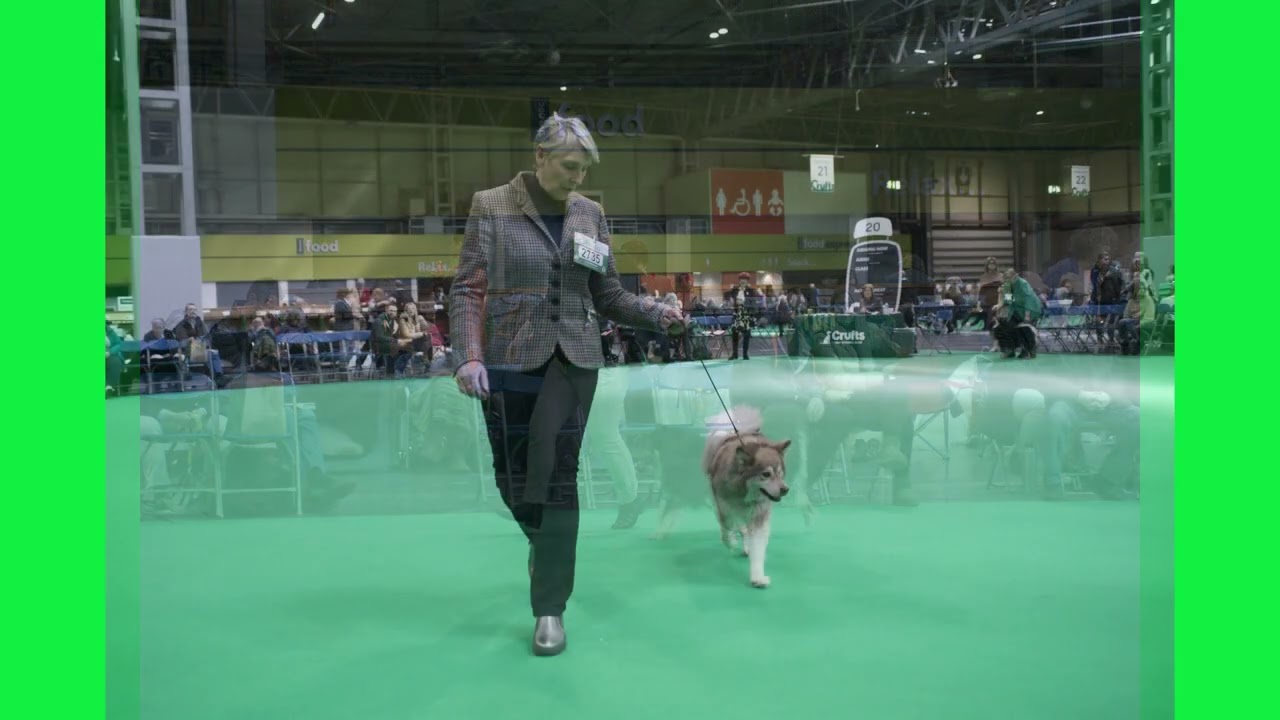 Crufts 2022