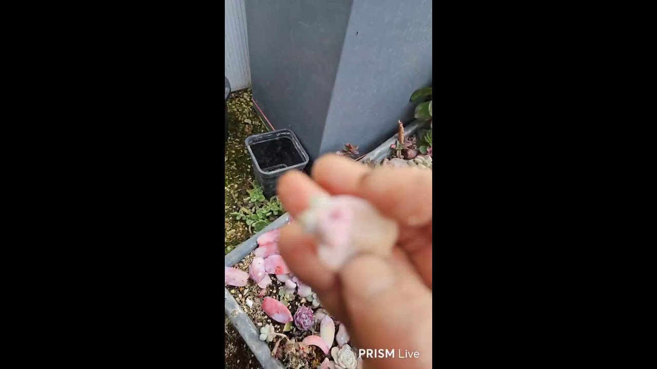 Прямая трансляция суккулентной фермы Gangwha Gold