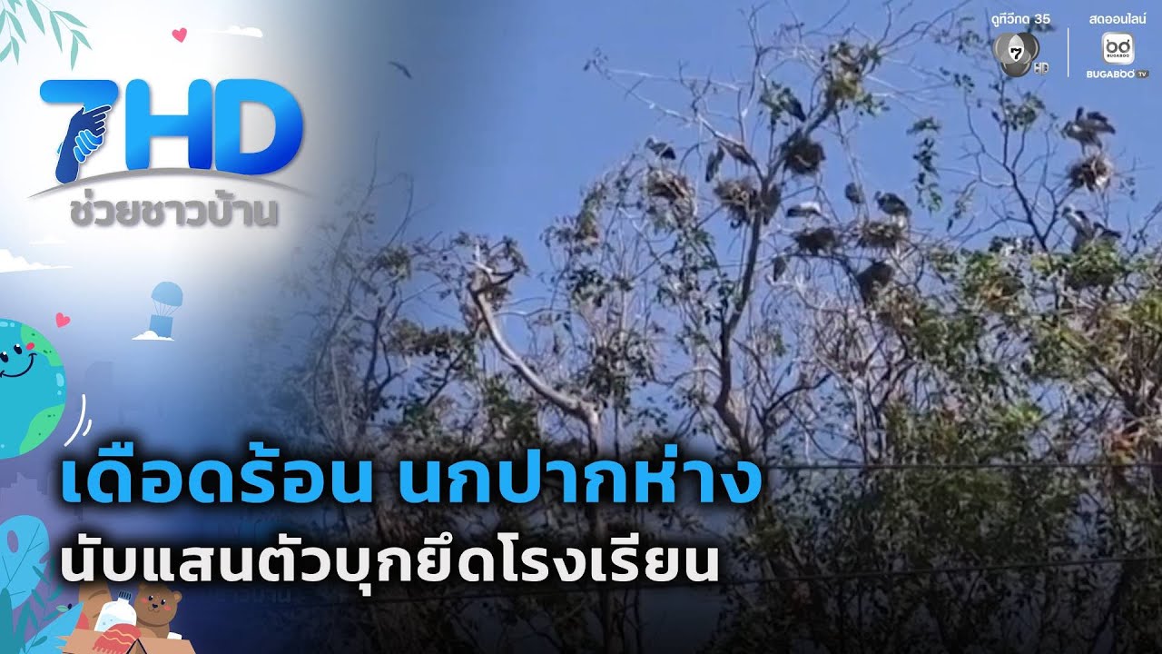 เดือดร้อน นกปากห่าง นับแสนตัวบุกยึดโรงเรียน | 7 สีช่วยชาวบ้าน