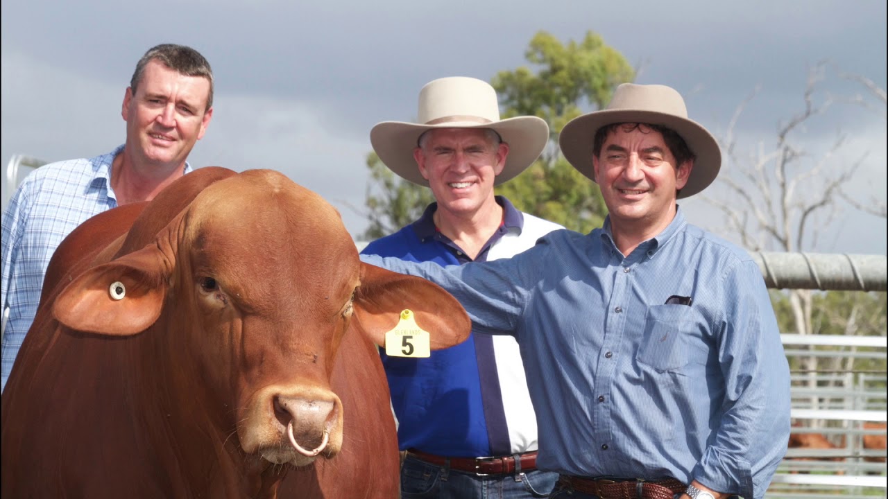 Glenlands Droughtmasters Beef 2018 Promotion