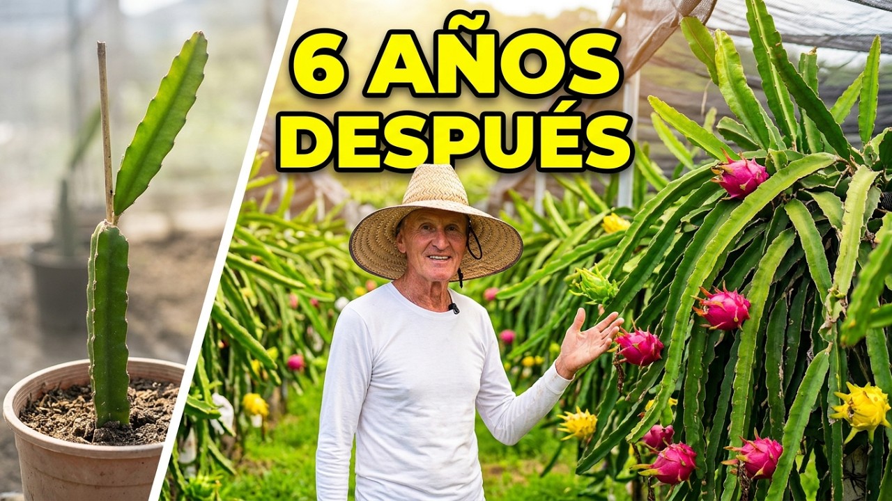 6 años después: Así creció el CULTIVO de PITAHAYA en @rancholaspitahayasdelupepi4825