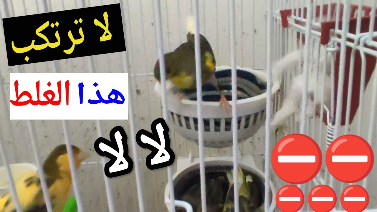 هل تقوم أنثى الكناري بنتف ريش فراخها الصغيرة  ؟ الحل