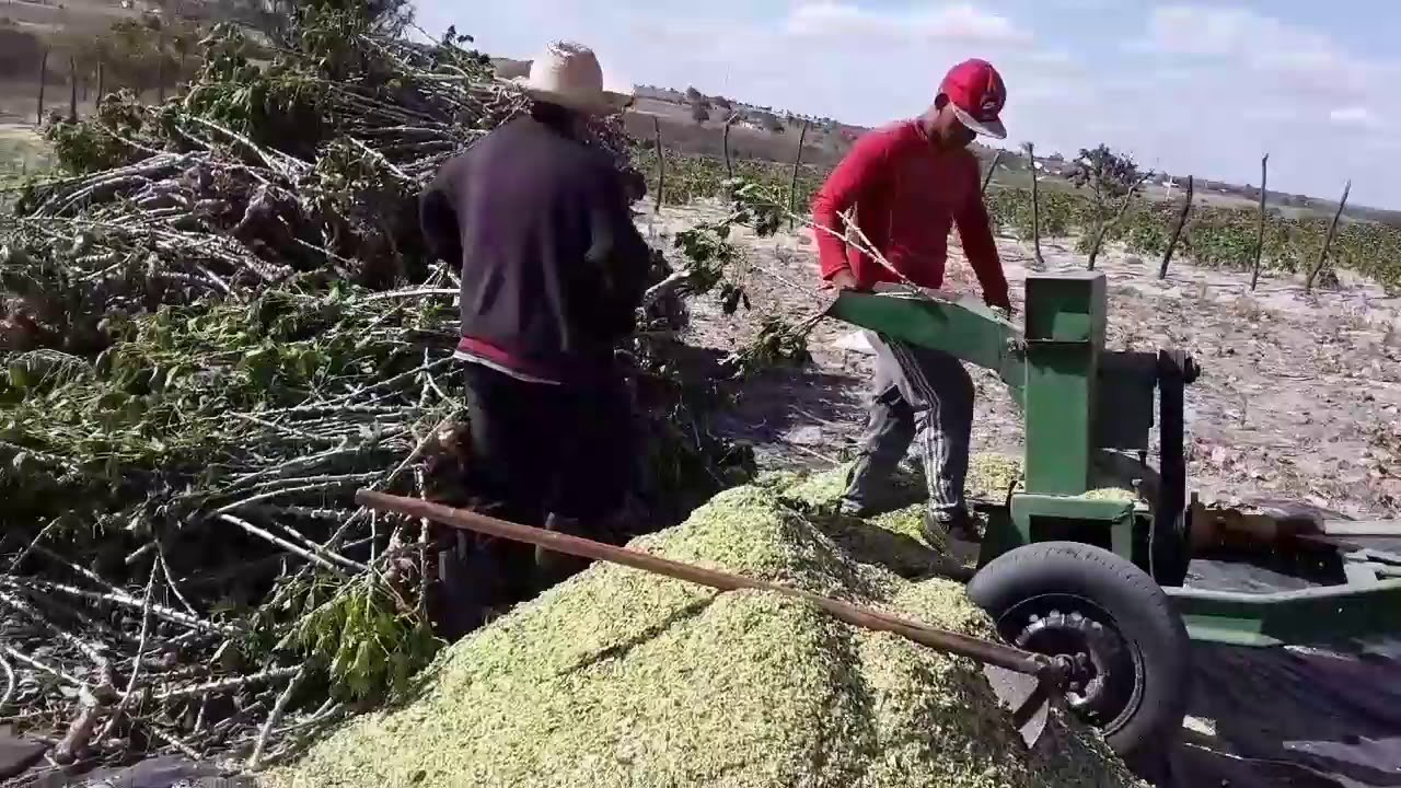 SILAGEM DE MANIVA(RAMA)DE MANDIOCA