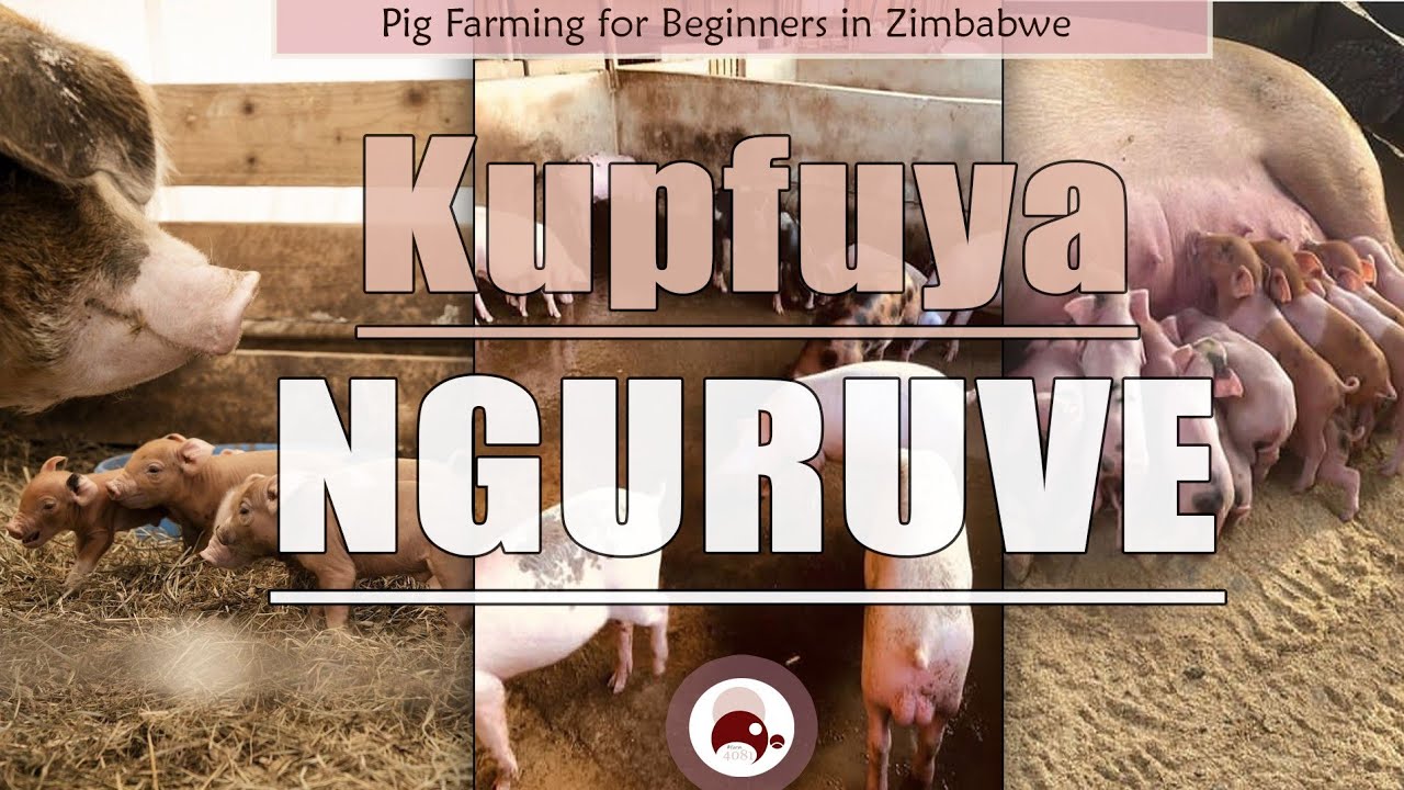 Nguruve Special: Kurima Nguruve | Pig Farming in Zimbabwe | Agriculture | Kupfuya Nguruve