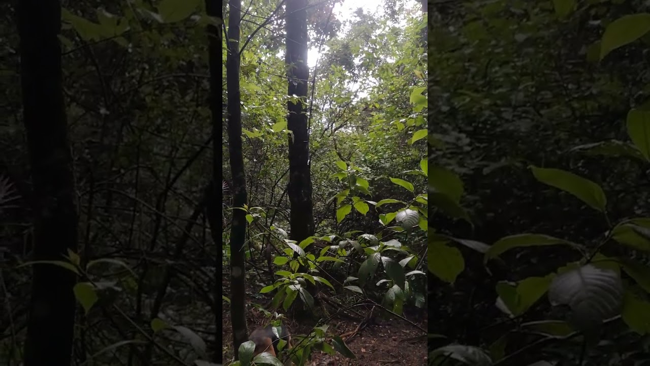 A natureza e  fantástica!