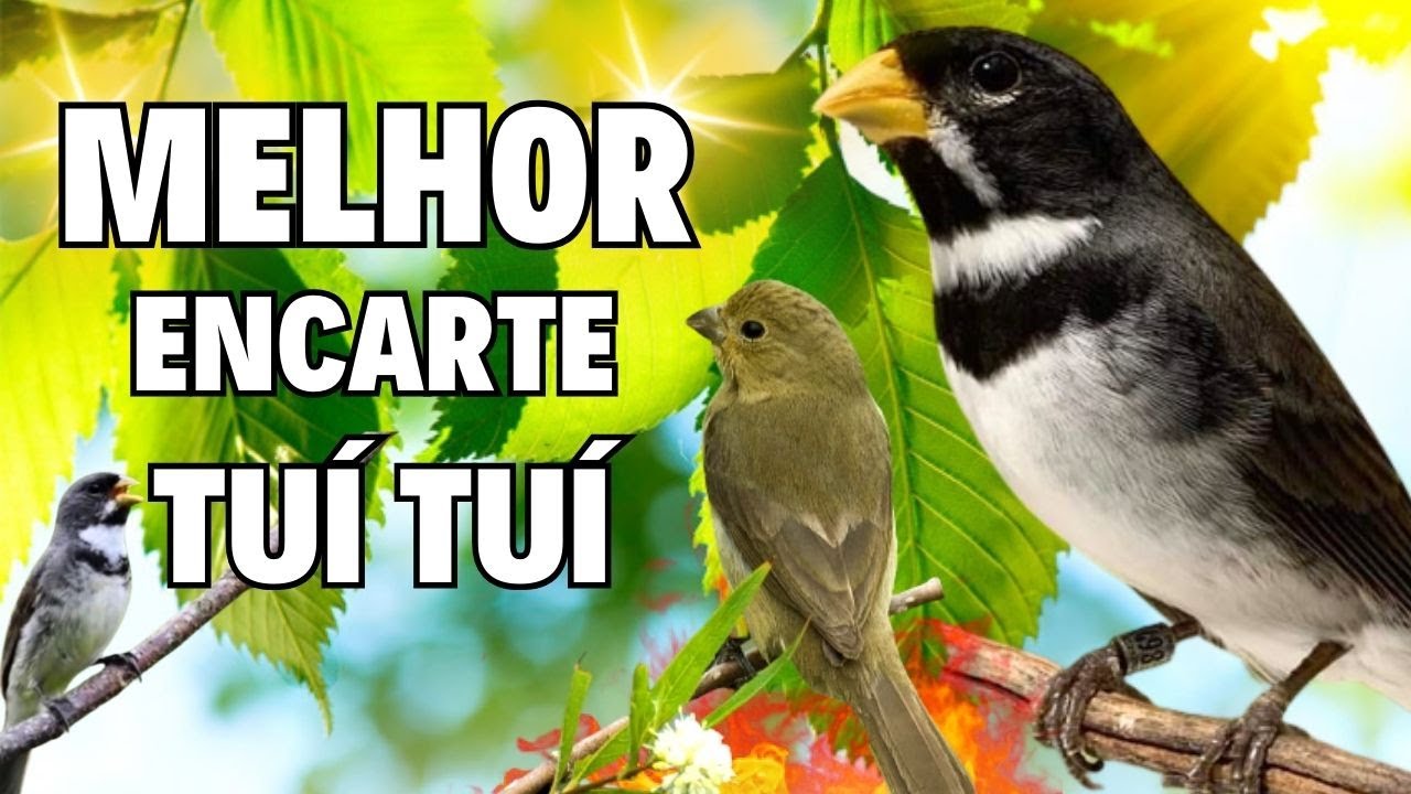 🔴MELHOR CANTO DE COLEIRO TUI TUI PARA ENCARTE 🔴🔴COM SOM DE FÊMEA LOUCO CHAMANDO🔴TURBINE SEU PARDO🔴