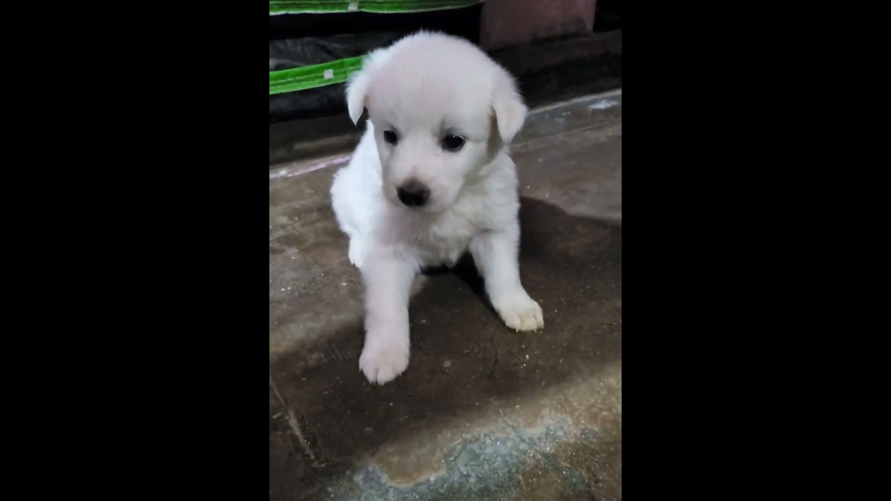 puppy 🐶 #share #crazy #viral #love #shortvideo #amazing #subscribe #c #dogs