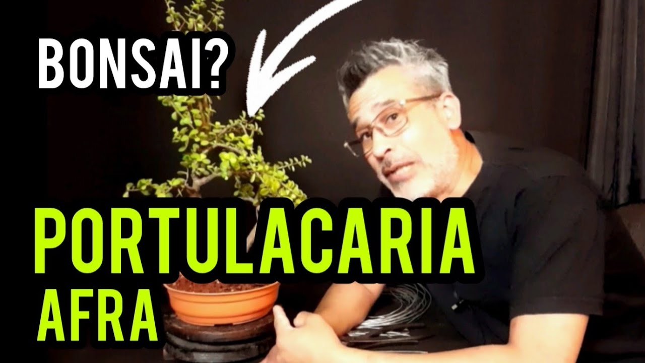 COMO HACER UN  BONSAI DE PORTULACARIA AFRA & BONSAI✔DISEÑO FÁCIL👍LA MONEDITA  BONSAI