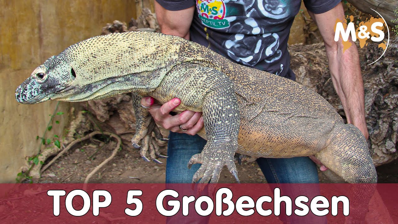 Top 5 Großechsen | Welche wird am zahmsten?