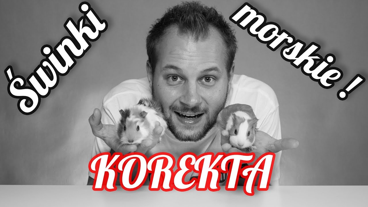 KOREKTA FILMU O ŚWINKACH MORSKICH !