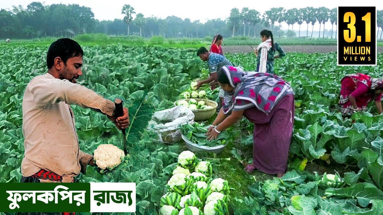 ফুলকপির রাজ্য রাজবাড়ী || Panorama Documentary