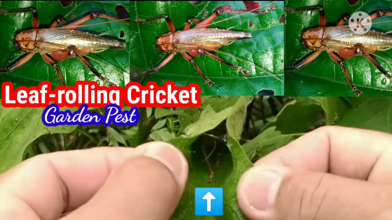 LEAF-ROLLING CRICKET ~Garden Pest