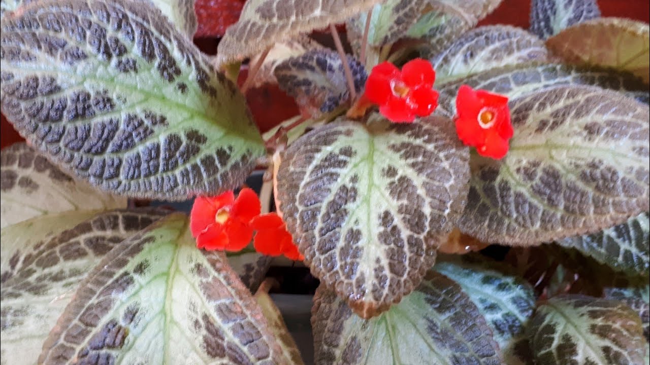 #Plantando- #Epíscias-#planta tapete rainha lacinho de amor-#Dicas e #cuidados! flores# #jardim!