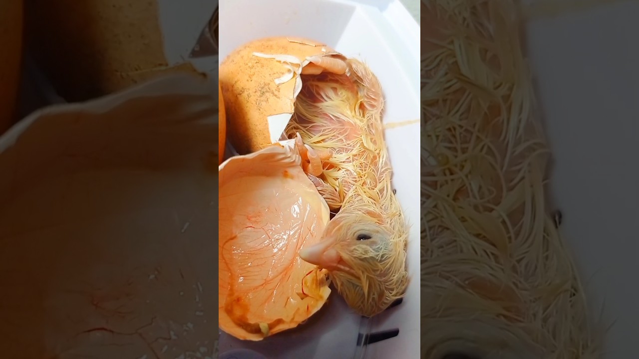 Pollito de gallina reci&eacute;n nacido en incubadora.