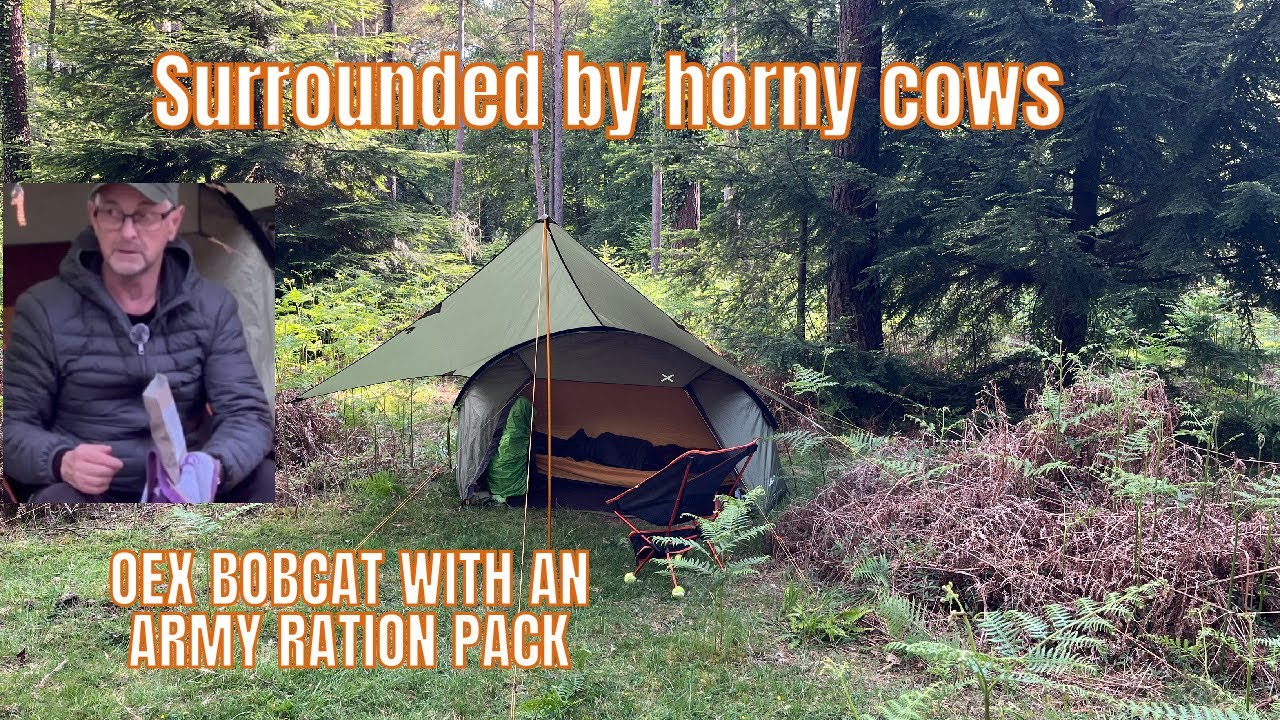 Solo wild camp 🏕️ stalked  by horny cows 🫣