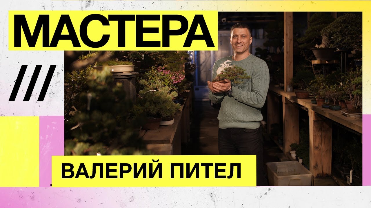 Валерий Пител, искусство бонсай — Мастера