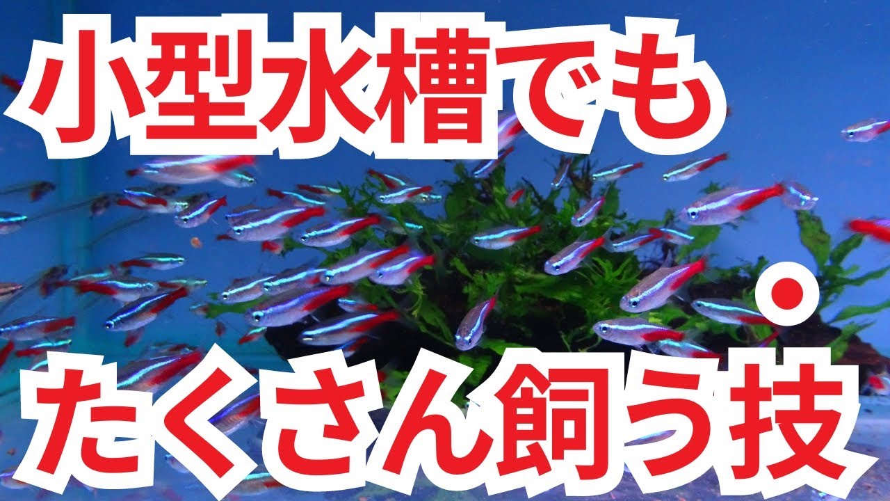 熱帯魚をたくさん泳がせたいならこの4つで成功確率上がります