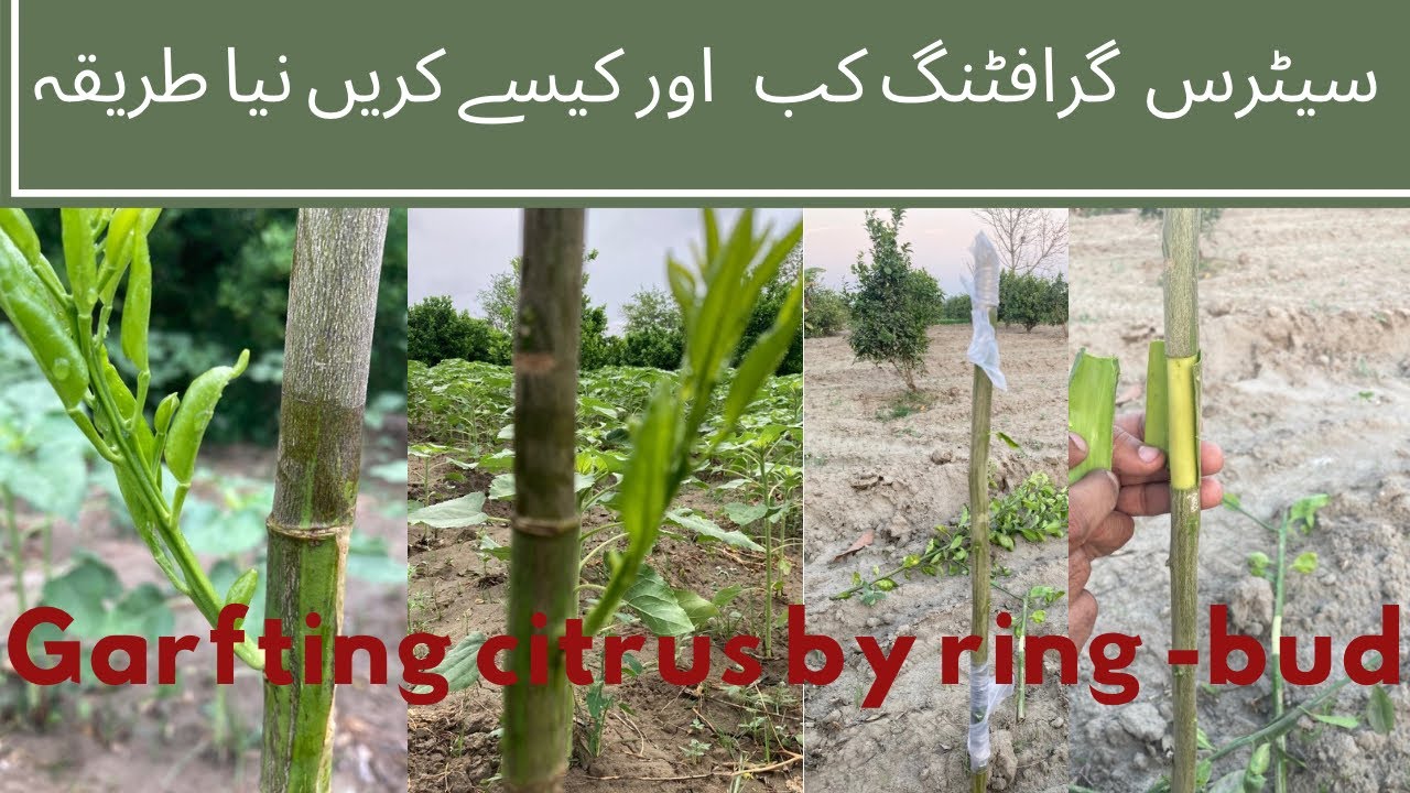 Garfting citrus by ring -bud  New and fast grafting method