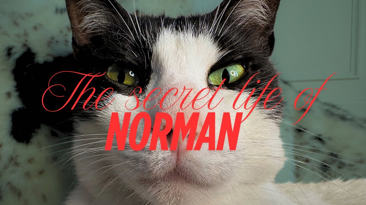 ASMR 😼 The secret life of Norman