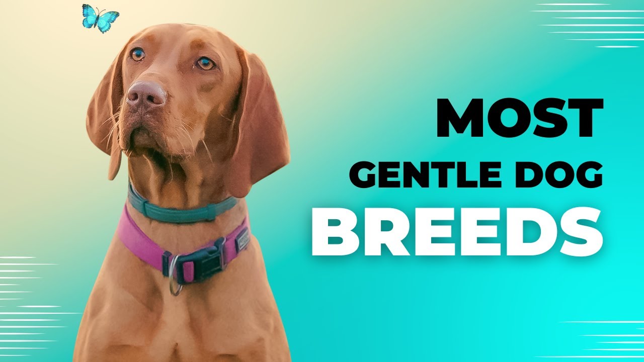 Discover the Sweetest 13 Gentle Dog Breeds on Earth