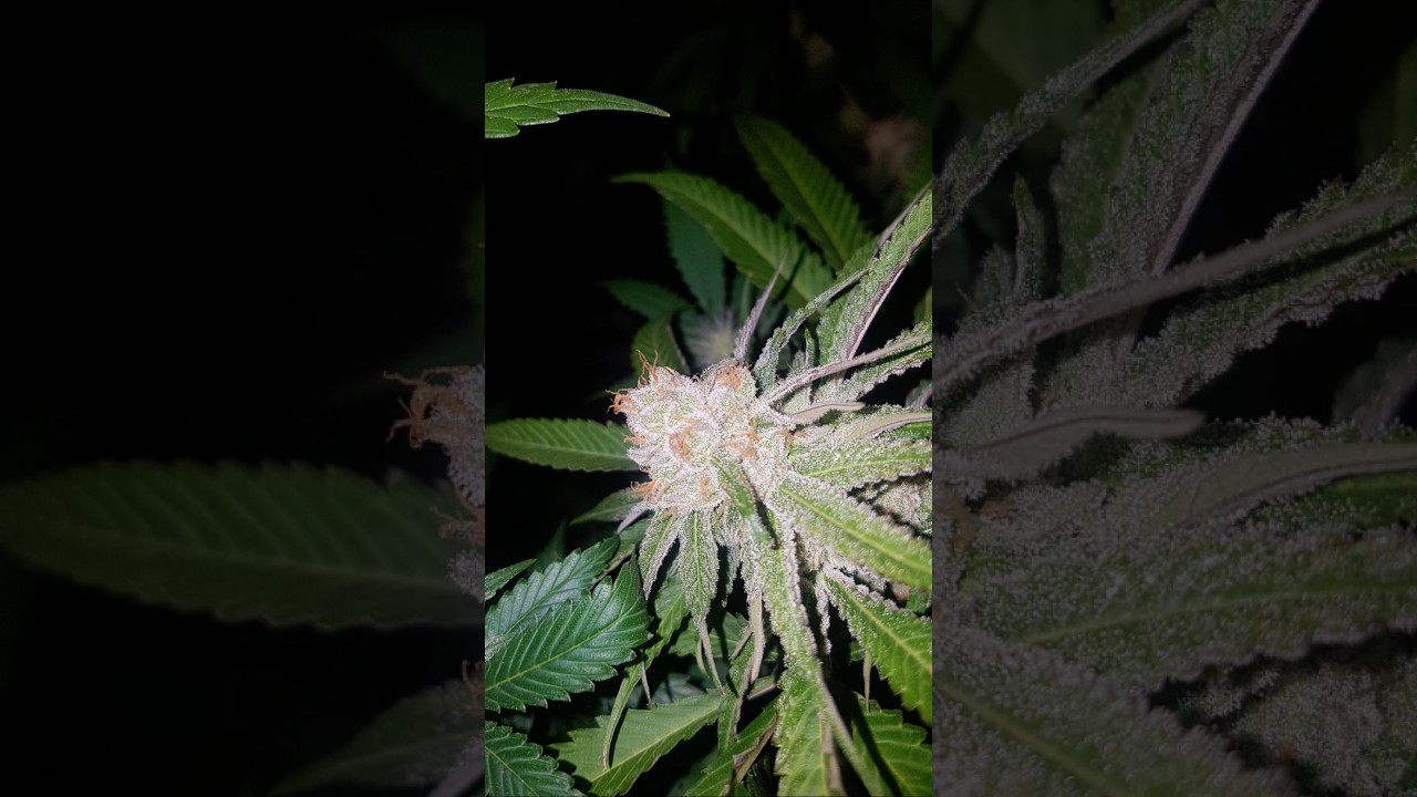 🤯🍀 visite ferme CBD 🍀🤯 #l&eacute;galisation #reggaemusic #beuz #feminise #canna #ganga #simsemillia #cbd