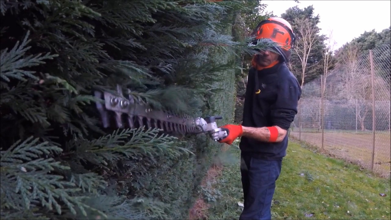 Стрижка живой изгороди из хвойных/лейландии