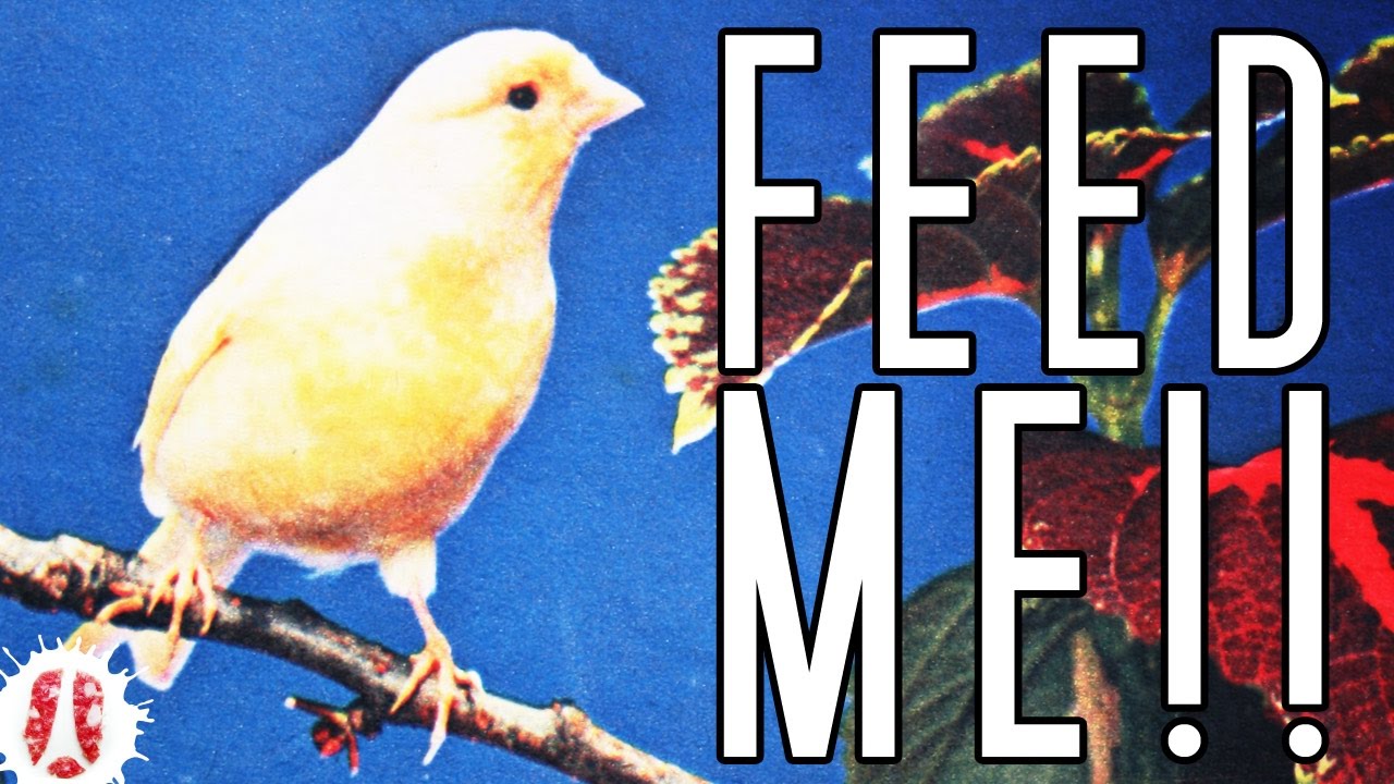 Как сделать некоторые жировые шарики, чтобы кормить птиц #FeedTheBirds #FatBalls #Seeds