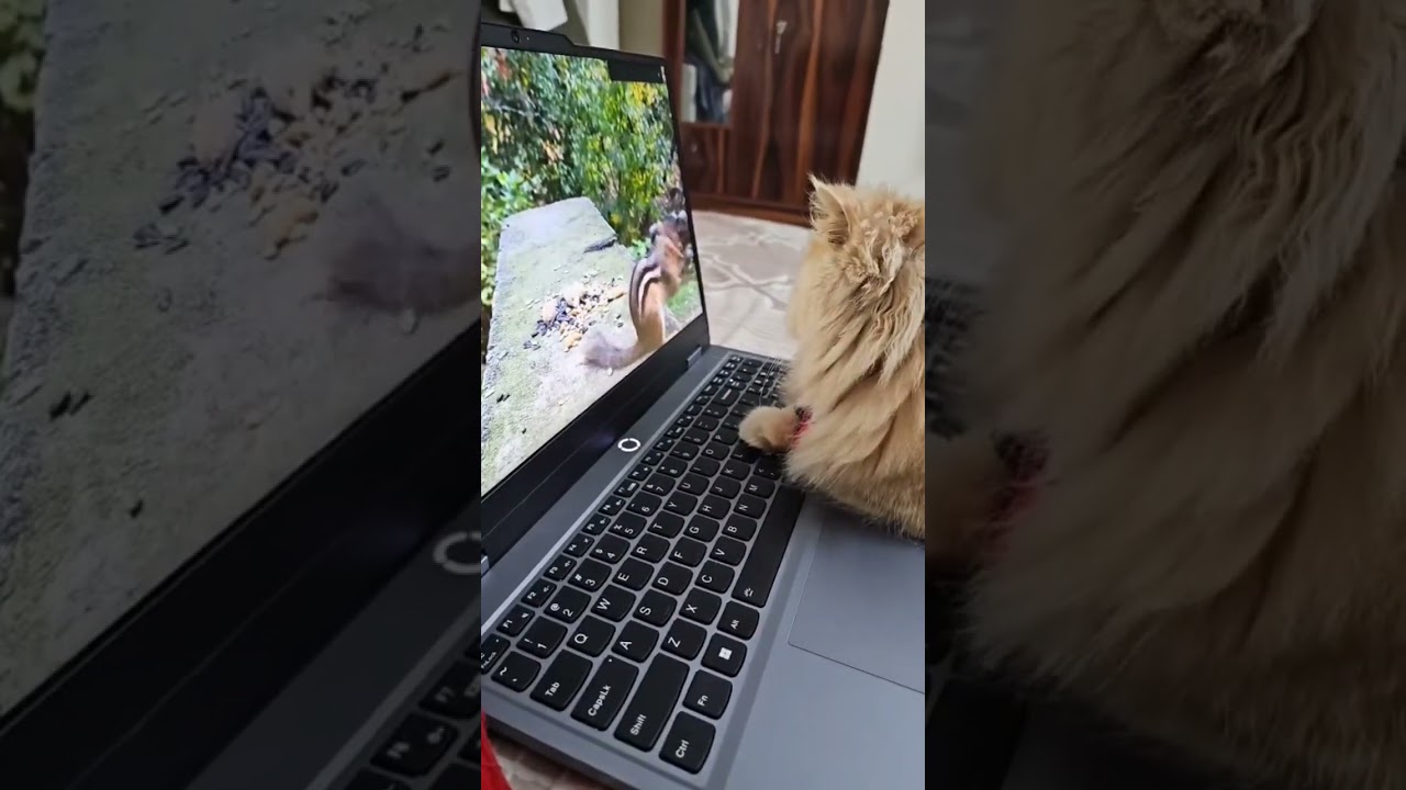 Indoor Cat Watching Birds & Squirrel 🐦🐿️ | Cat TV Reaction 😺 | 