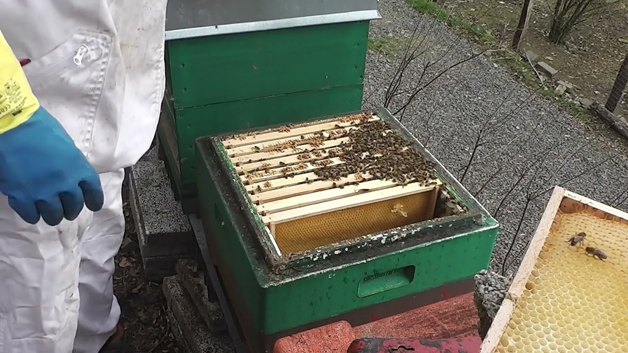 Imkern auf Probe 2024 / 2025 Teil 1