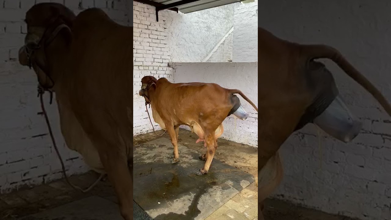 Pure Gir cow 🔥🙏🙏 subscribe to our channel for more videos