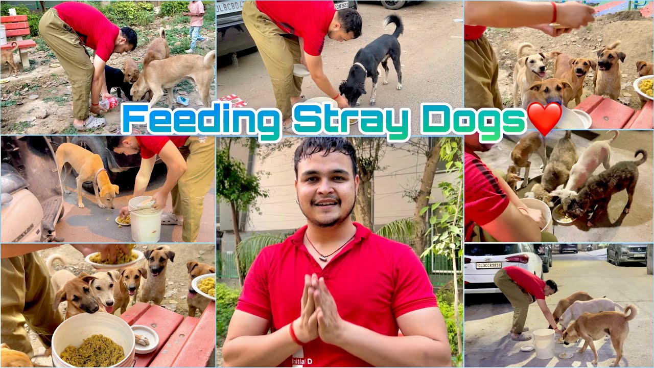 Feeding Stray Dogs || Feeding Street Dogs || #firstvideo