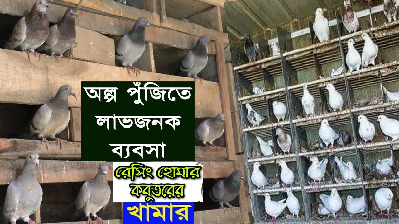 কবুতর পালন করে স্বাবলম্বী চাকরি হারানো মিলন - কবুতরের খামার থেকে ১৪০০০ টাকা আয় মাসে - Pigeon Farm