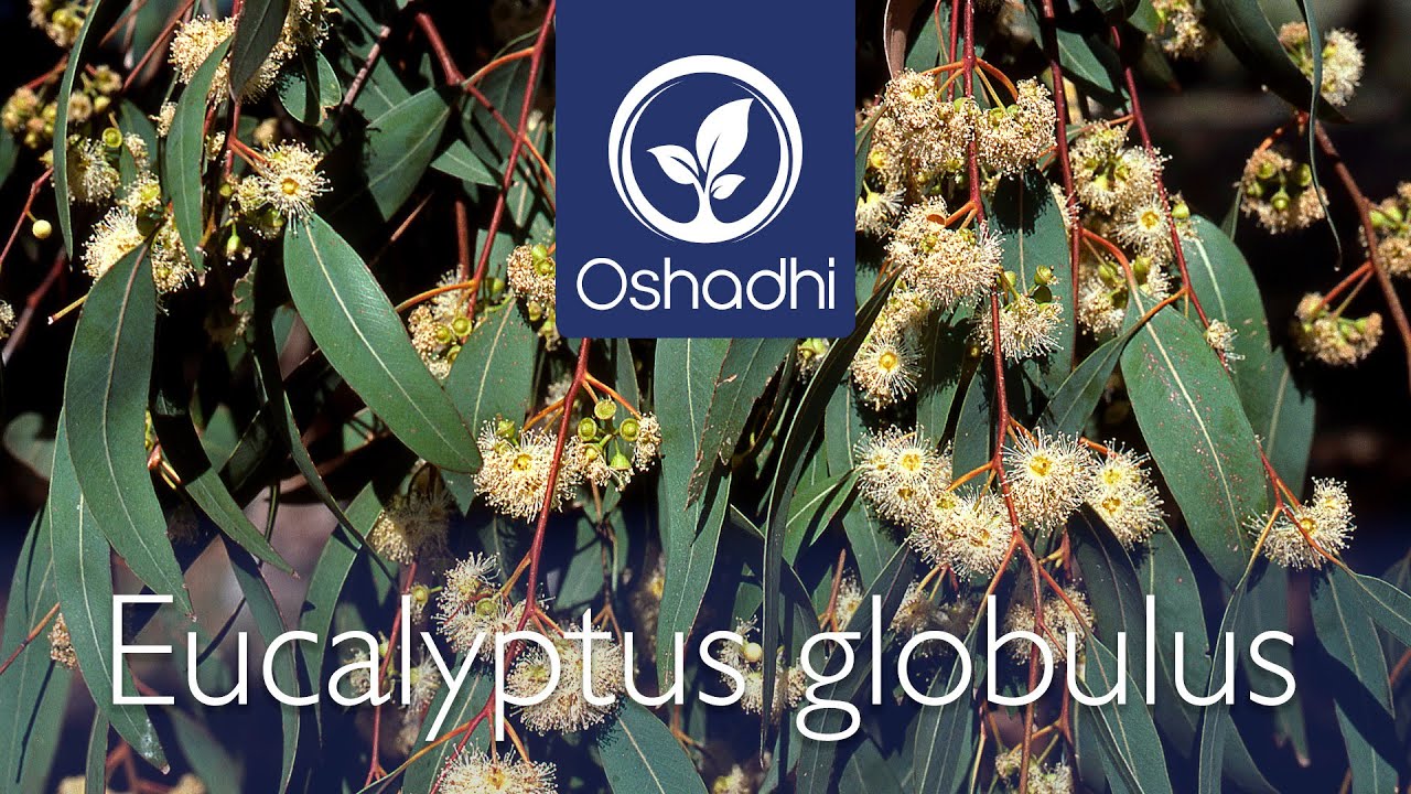 Eucalyptus globulus (Eucalyptus globulus) | Essential-Oil-Plant Portrait by Dr. Malte Hozzel