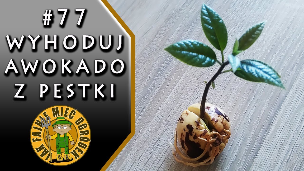 #77 Jak wyhodować awokado z pestki?