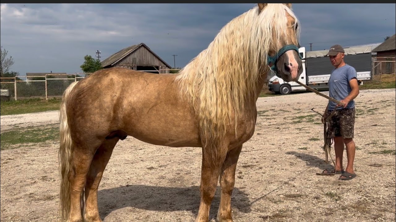 Жеребці на Хмельниччині🐴🔥 Торієць на Продажу