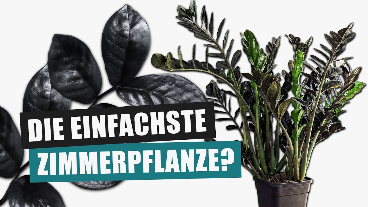 Schwarze Glücksfeder - eine Pflanze für alle? | Pflanzen-Portrait