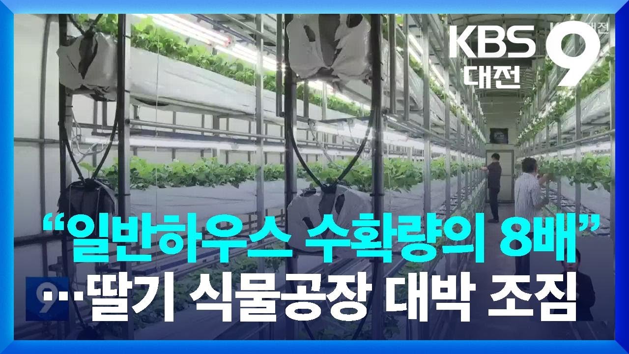 “일반하우스 수확량의 8배”…딸기 식물공장 대박 조짐 / KBS  2023.05.20.