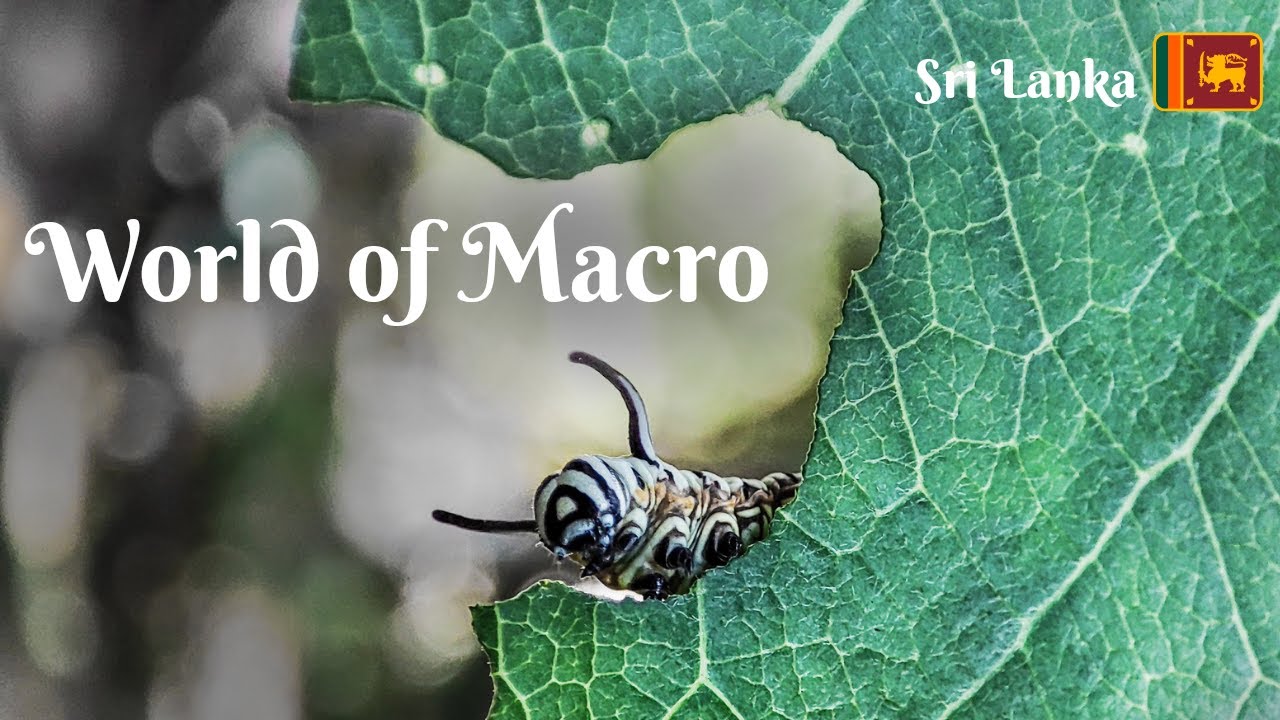 World of Macro | Unseen World | Part 1
