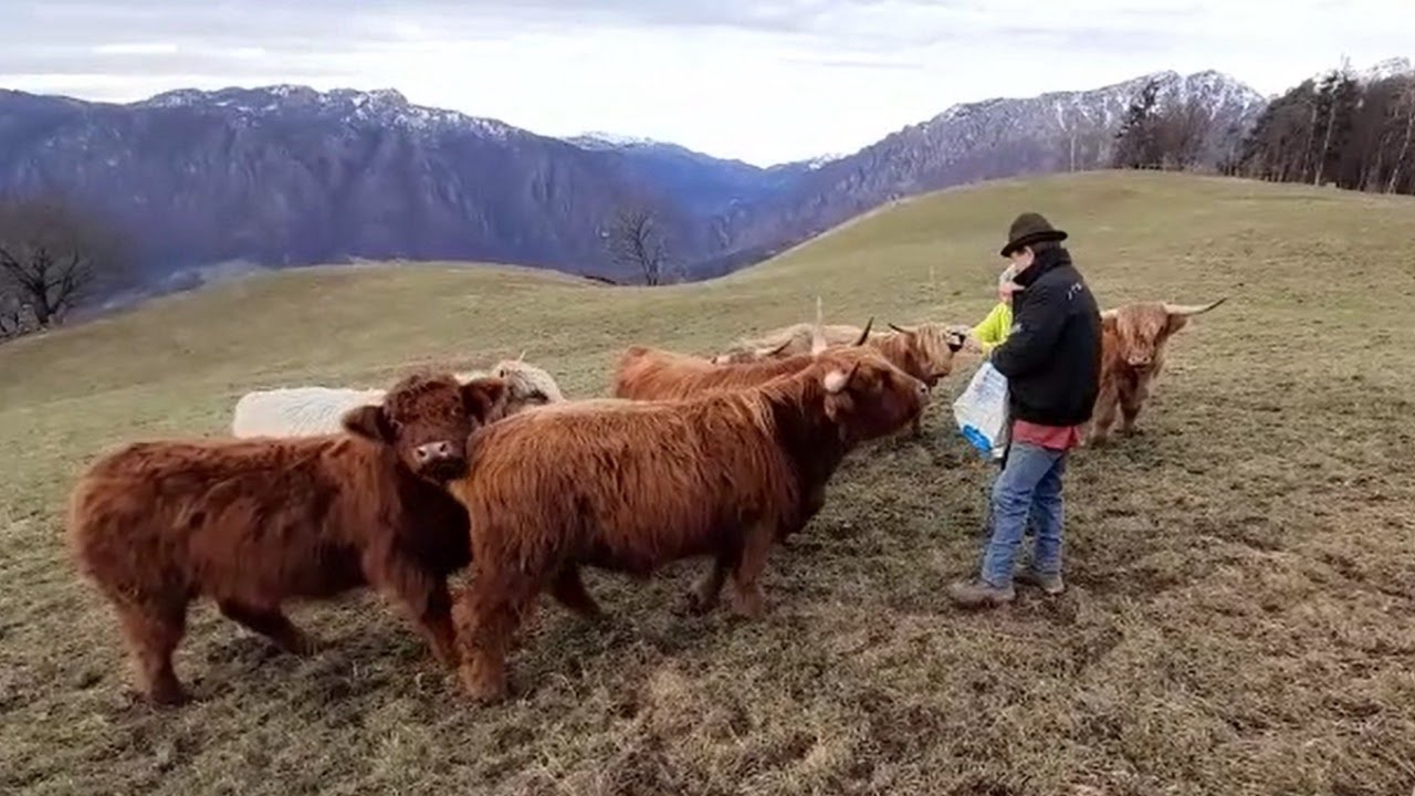 La Scozia in Valle Brembana, con le mucche Highlander di Hans Quarteroni