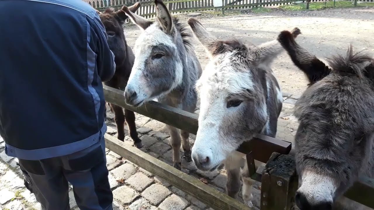 Esel im Bürgerpark Bremen - verschiedene Gruppen und Runden