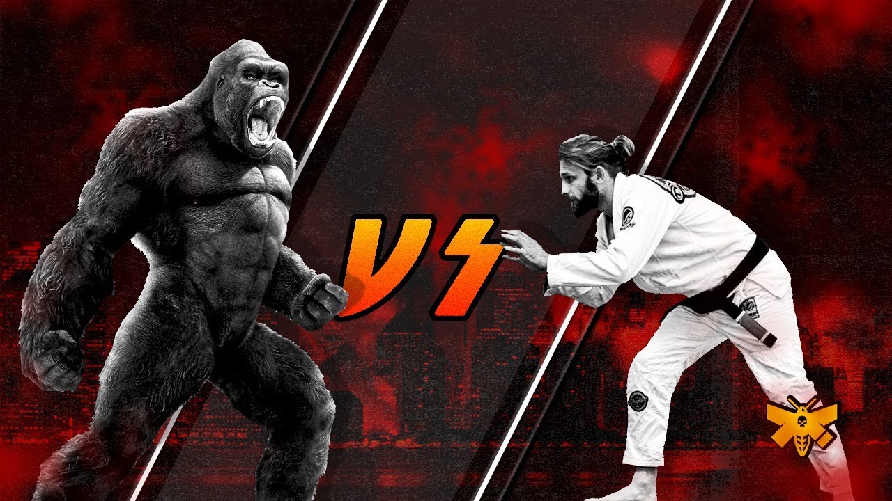 Wardziński vs Gorillas. Sparrings from Academia Gorila Summer Camp. Lots of Butterfly Guard Sweeps!