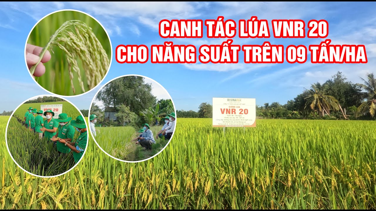 CANH TÁC LÚA VNR 20 CHO NĂNG SUẤT TRÊN 09 TẤN/HA