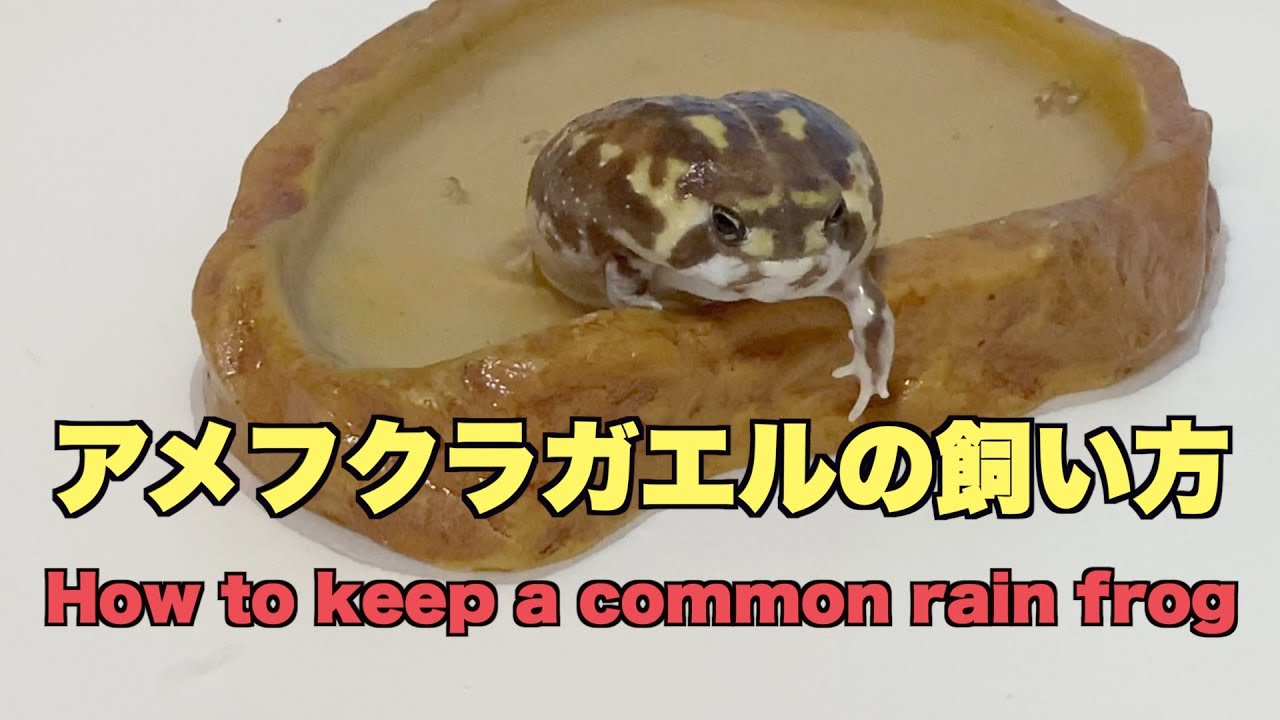 【アメフクラガエルの飼い方】　How to keep a common rain frog パンパムーニーぷらすの場合　In Pamper Moony case